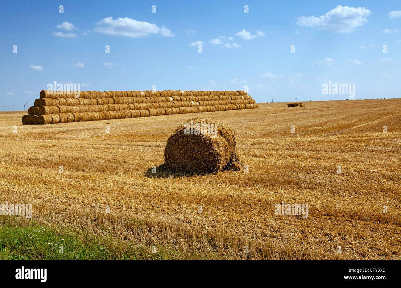 Corn stem cross section hi-res stock photography and images - Alamy