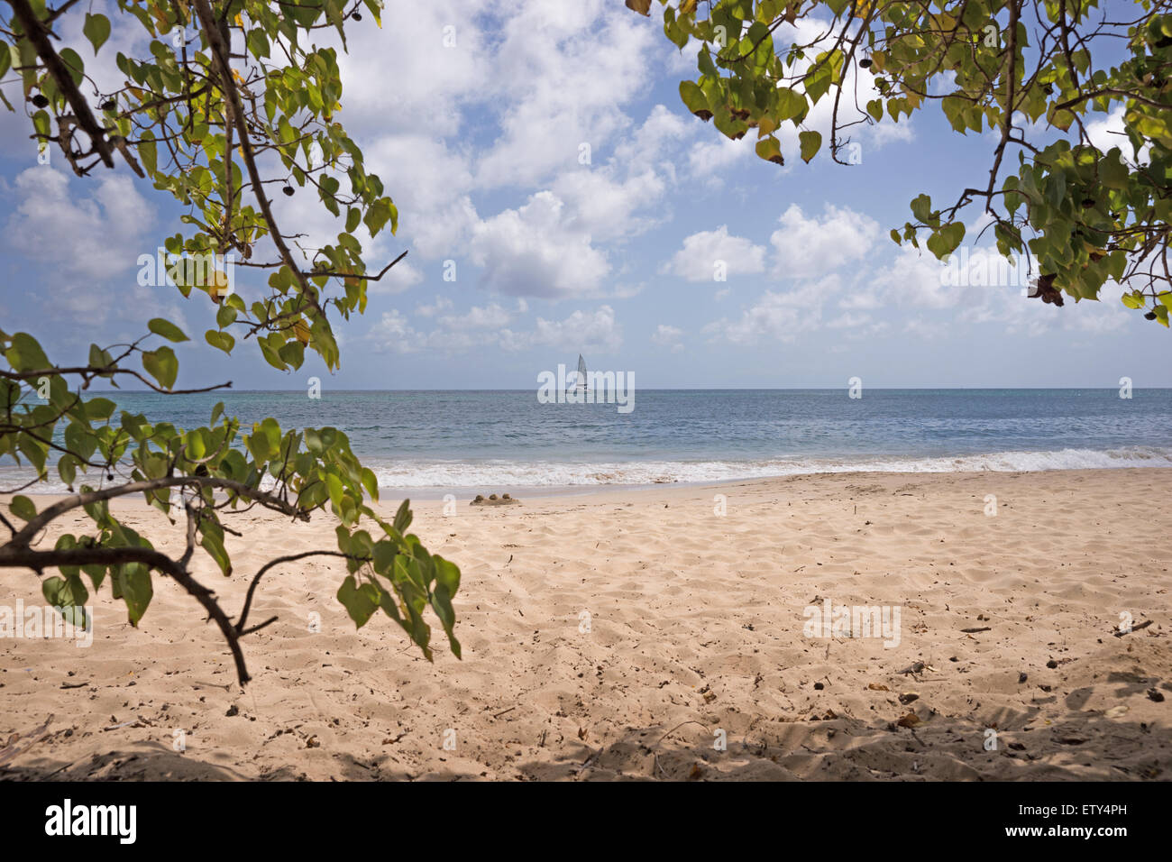 Tropical beach in Martinique Grande Anse des Salines Stock Photo Alamy