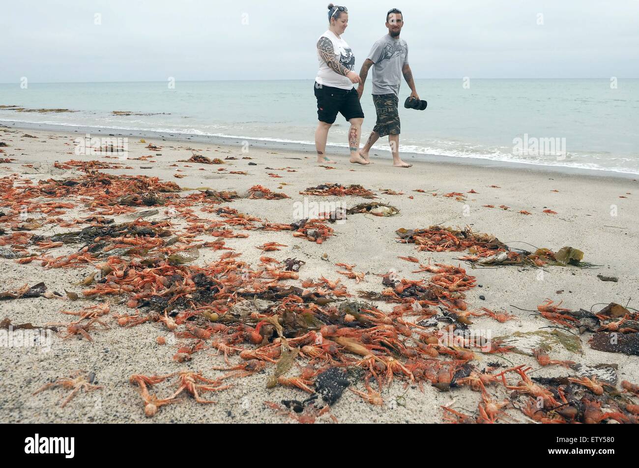California, USA. 15th June, 2015. Thousands of tuna crabs are washed to shore due to El Nino at Doheny State Beach, California, the United States, June 15, 2015. © Yang Lei/Xinhua/Alamy Live News Stock Photo