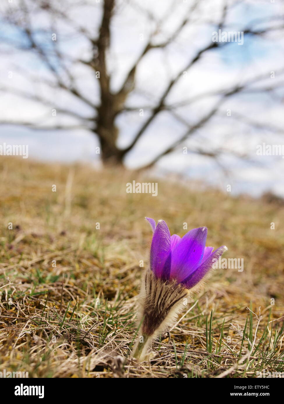 A beautiful part of city Znojmo where crocuses grow. This place is called Tin Hill and is protected because of these flowers. Stock Photo