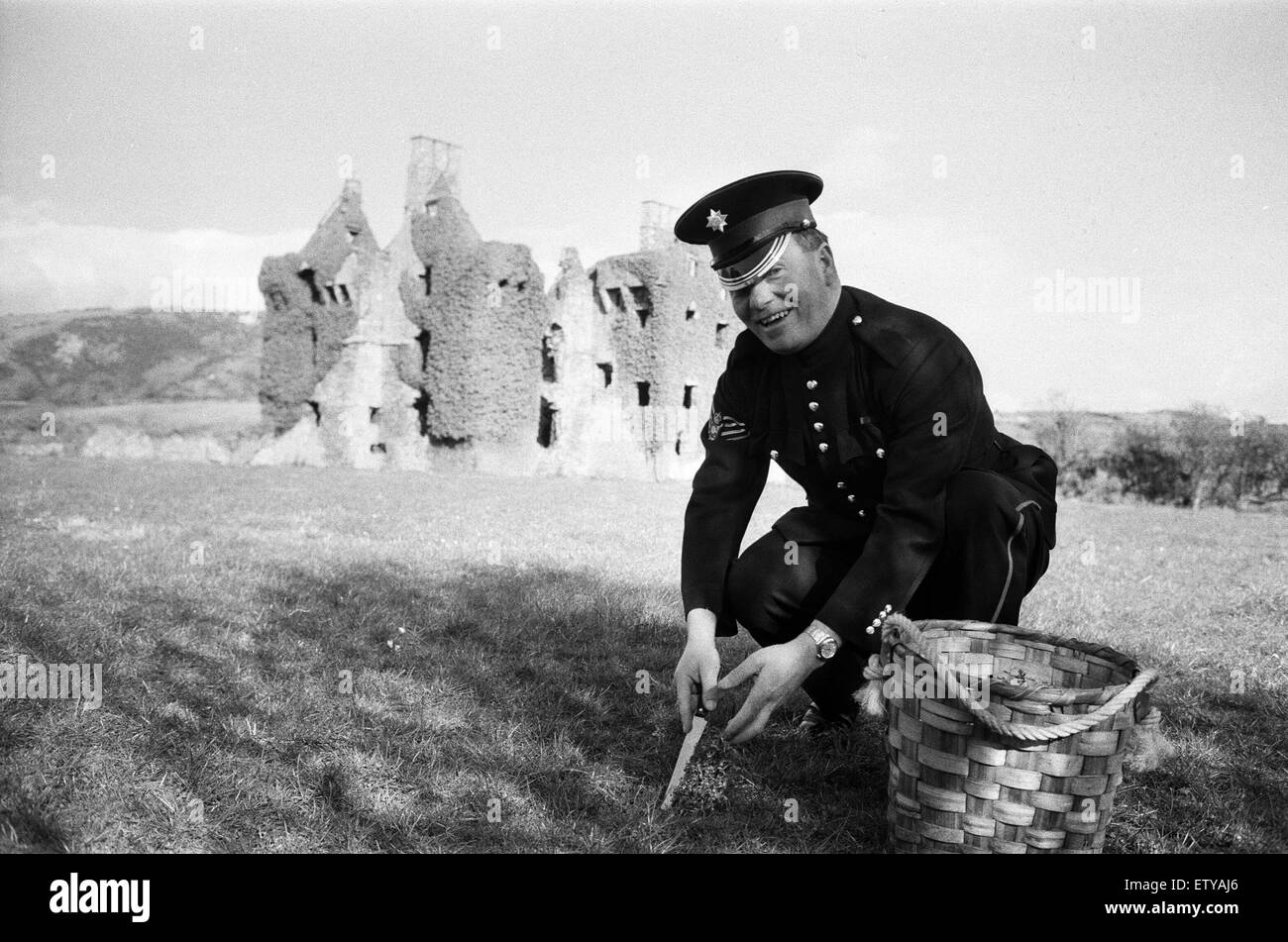 43-year-old Colour Sergeant Joseph Cuddihy of the Irish Guards picks 1,100 sprigs and 300 sprays of Shamrock, at Coppingers Court Ruin, Ireland. These will be handed out to the guards at noon on St Patrick's Day by the Queen Mother. Colour Sergeant Cuddih Stock Photo