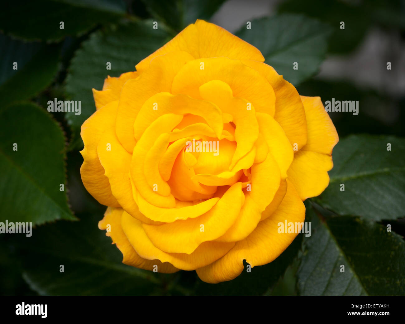 yellow rose on its bush Stock Photo