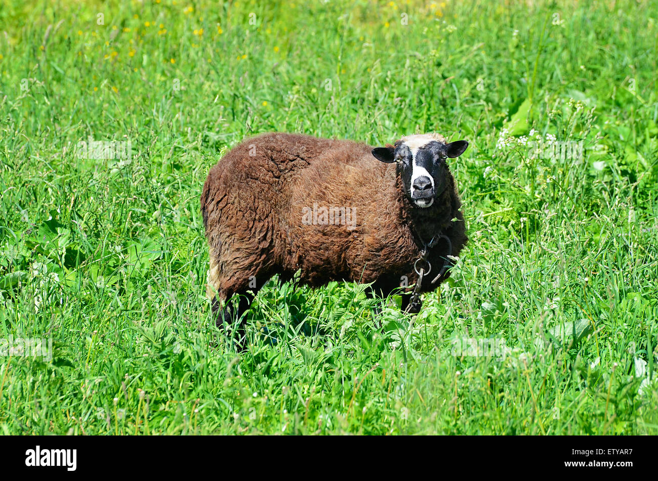 Grazing in the meadow sheep in the countryside Stock Photo - Alamy