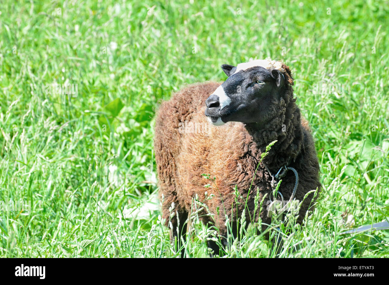 Grazing in the meadow sheep in the countryside Stock Photo - Alamy
