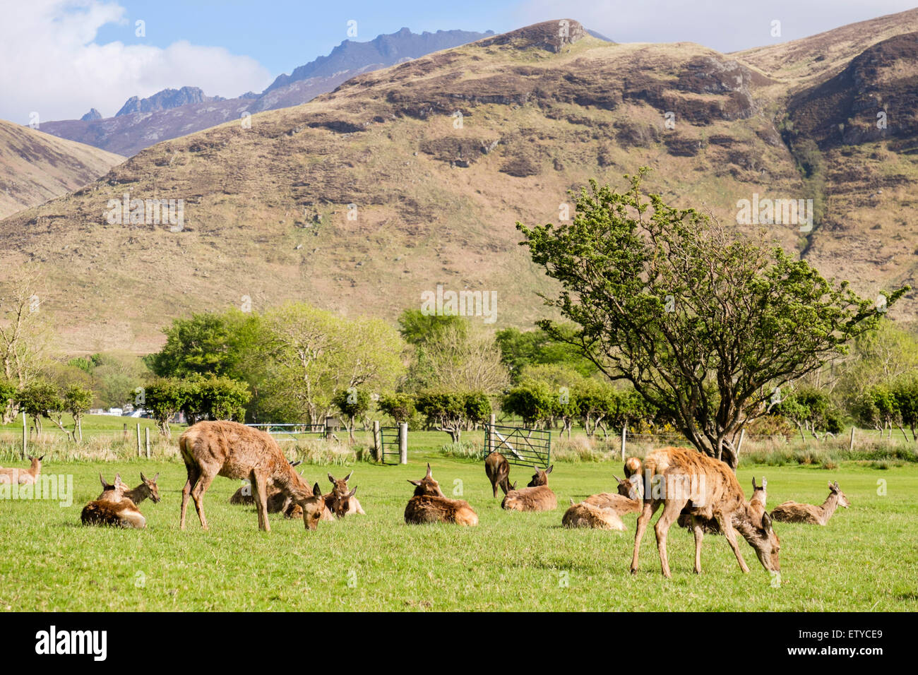 Red deer hinds (Cervus elaphus) grazing on golf course in valley. Lochranza Isle of Arran
