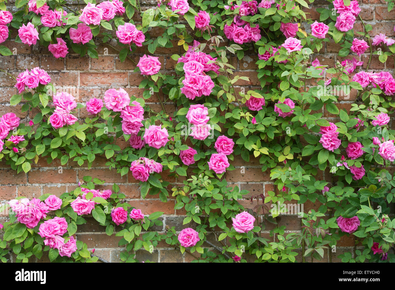 Rosa Zephirine Drouhin. Thornless Rose climbing over a wall at Waterperry gardens, Wheatley, Oxfordshire, England Stock Photo