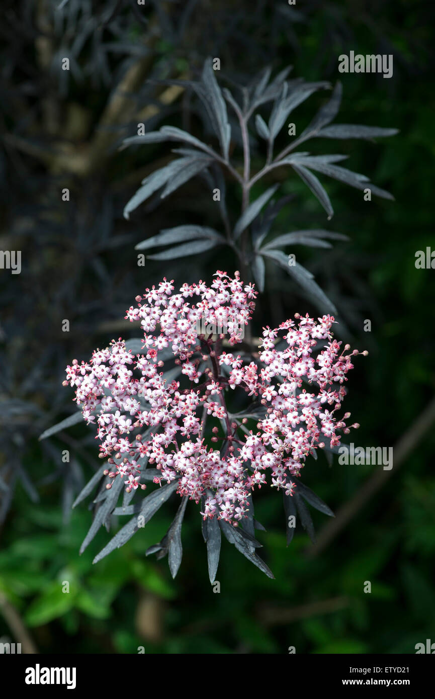 Sambucus nigra f. porphyrophylla Eva . Black Elder in flower in an english garden. UK Stock Photo