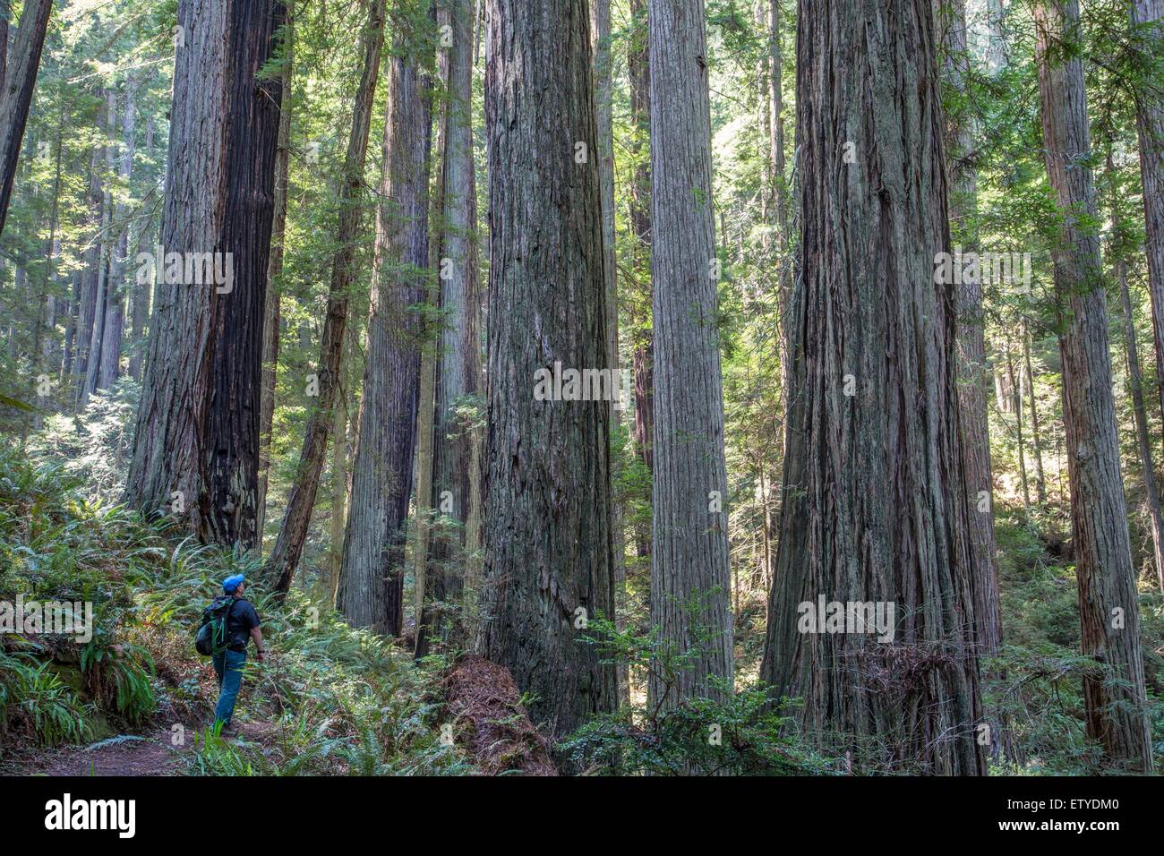 Old growth redwood trees at the Headwaters Forest Reserve near Eureka, California Stock Photo
