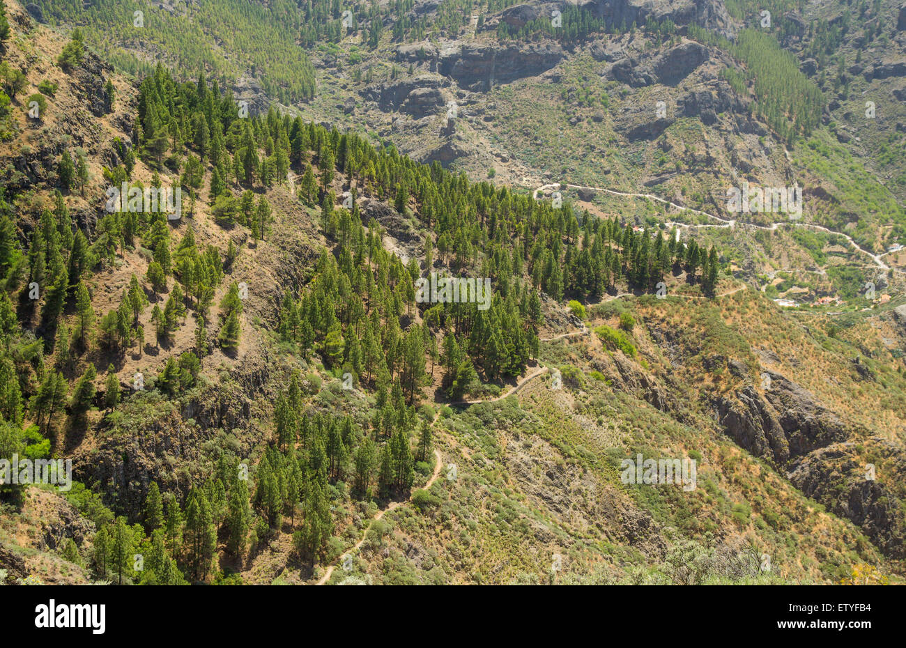 Gran Canaria, Caldera de Tejeda, Canarian Pine trees forming a wedge shape on  slope of the caldera, Hiking path Stock Photo