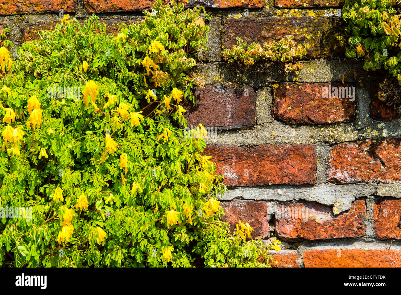 Flowers on brick wall Stock Photo Alamy