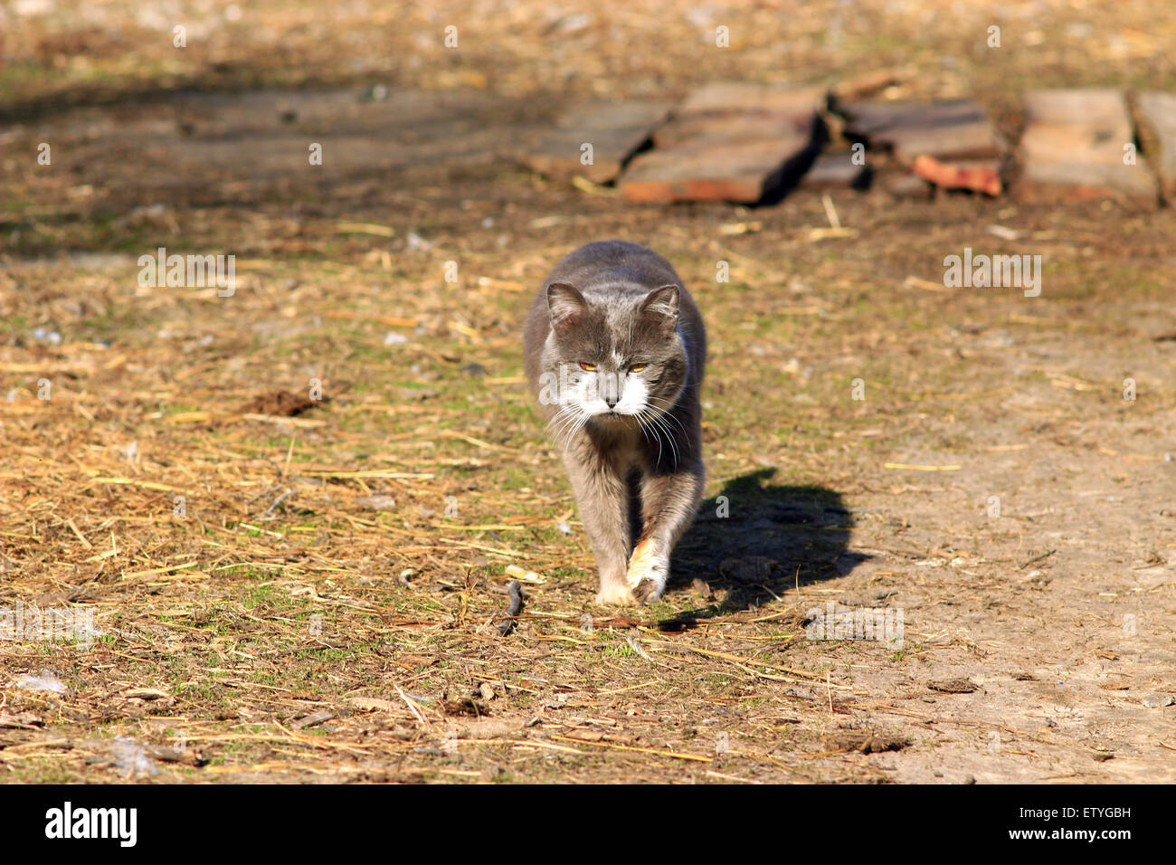 rural cat going for a walk in the village Stock Photo - Alamy