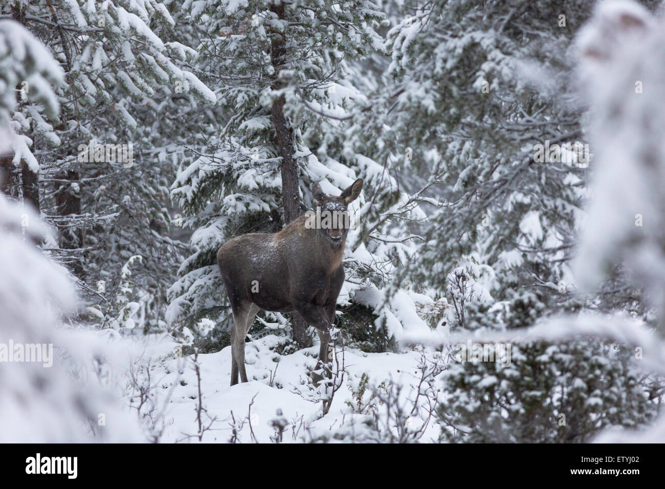 Moose Alces Alces In Forest With Snow Falling And Snowy Trees In Stock Photo Alamy