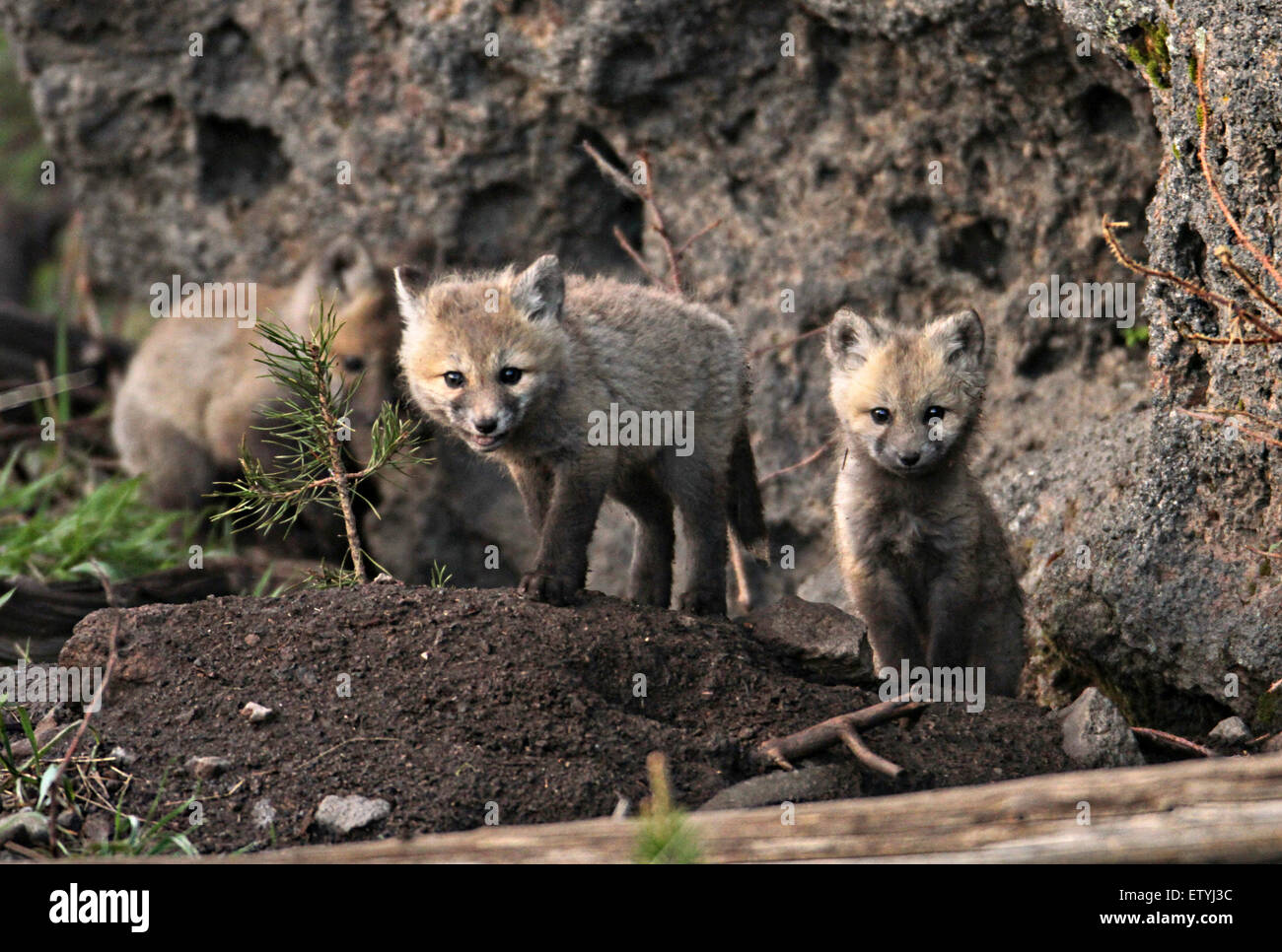 Fox pups near their den in Yellowstone National Park, Wyoming. Stock Photo