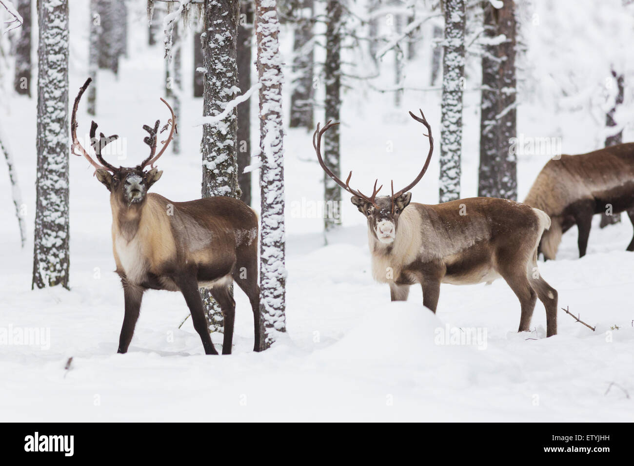 Reindeers in forest with snow on the trees and winter landscape looking into the  camera Stock Photo