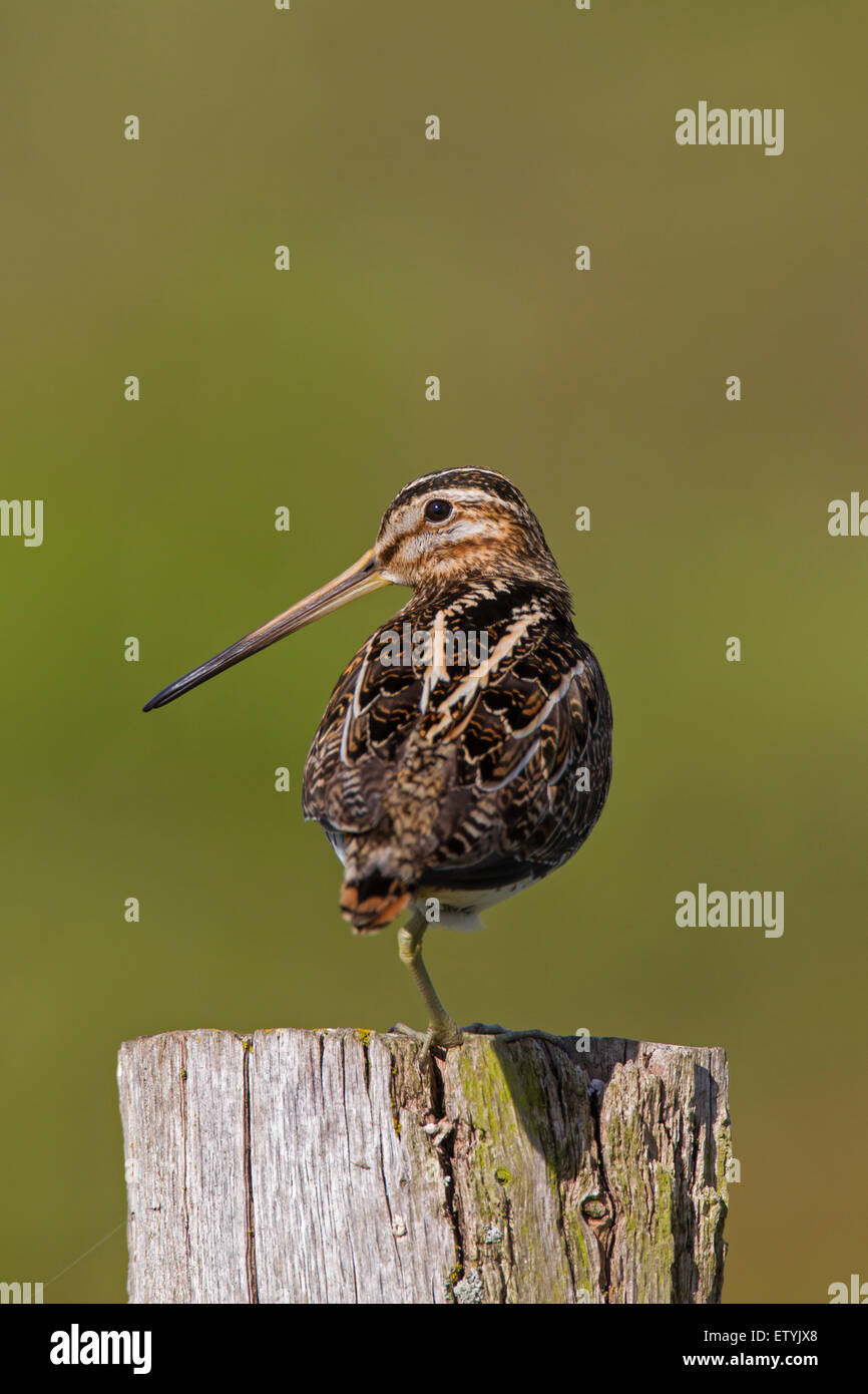 Common snipe (Gallinago gallinago) standing on one leg on fence post Stock Photo
