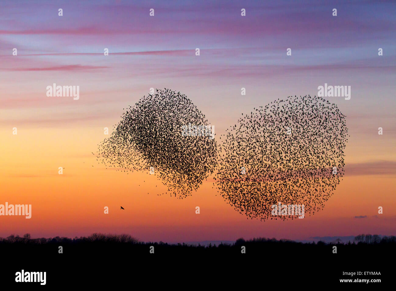 Two European starling murmurations / large flock of common starlings (Sturnus vulgaris) and bird of prey in flight at sunset Stock Photo