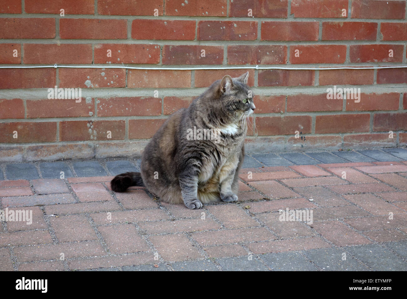 Fat cat sitting outside Stock Photo Alamy