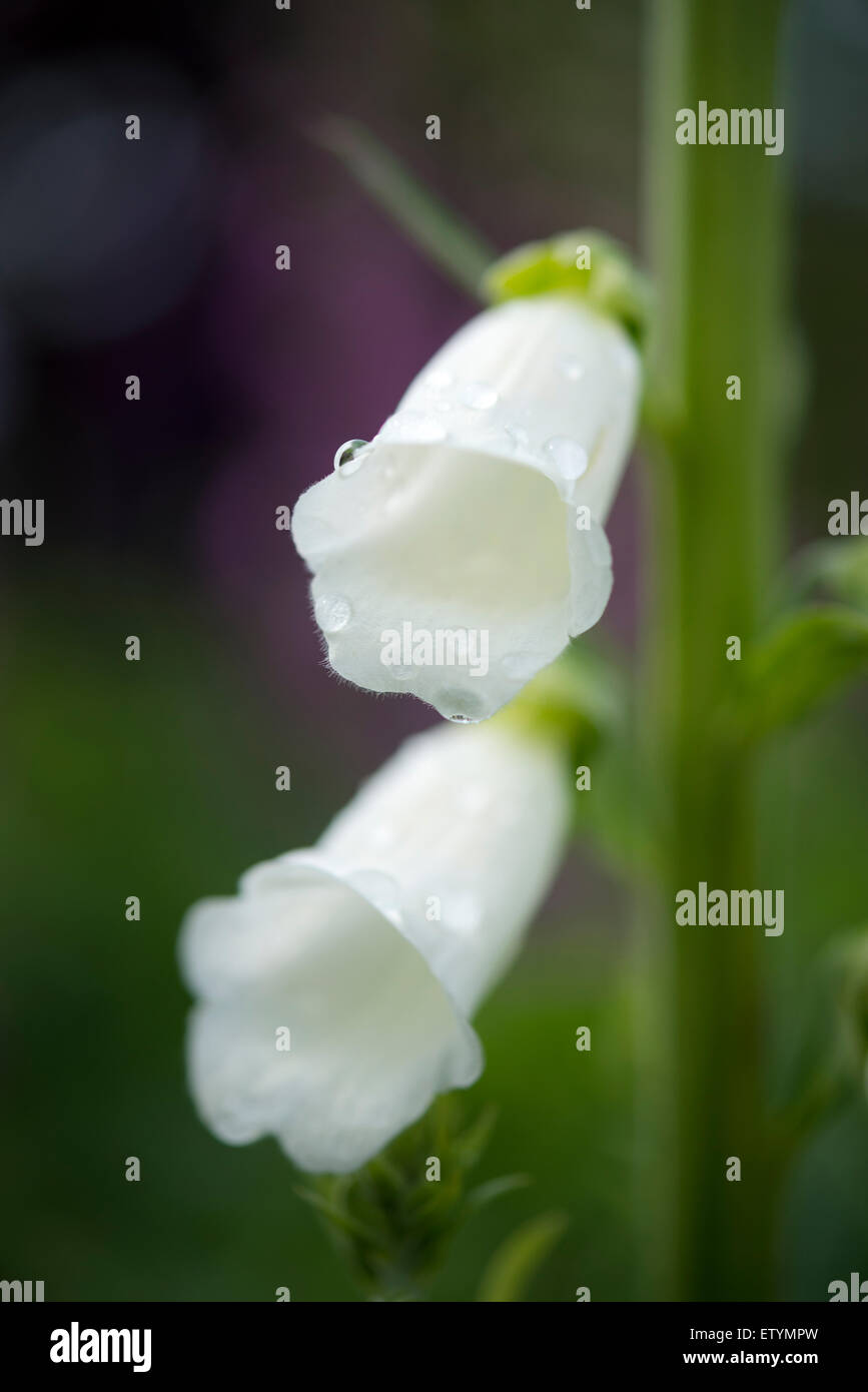 Foxglove uk garden hi-res stock photography and images - Alamy