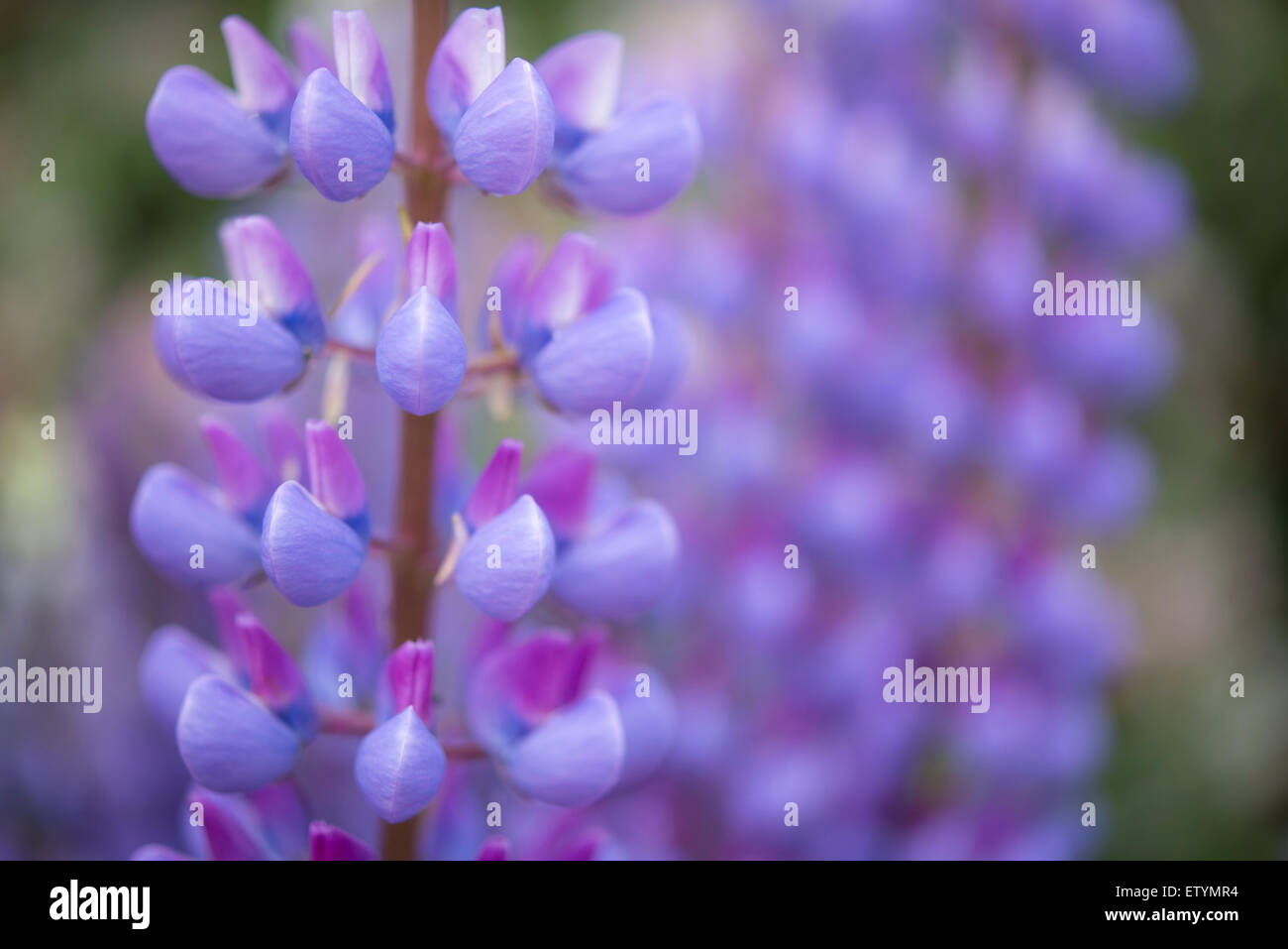 Close up of blue and purple Lupins in an English garden. Stock Photo