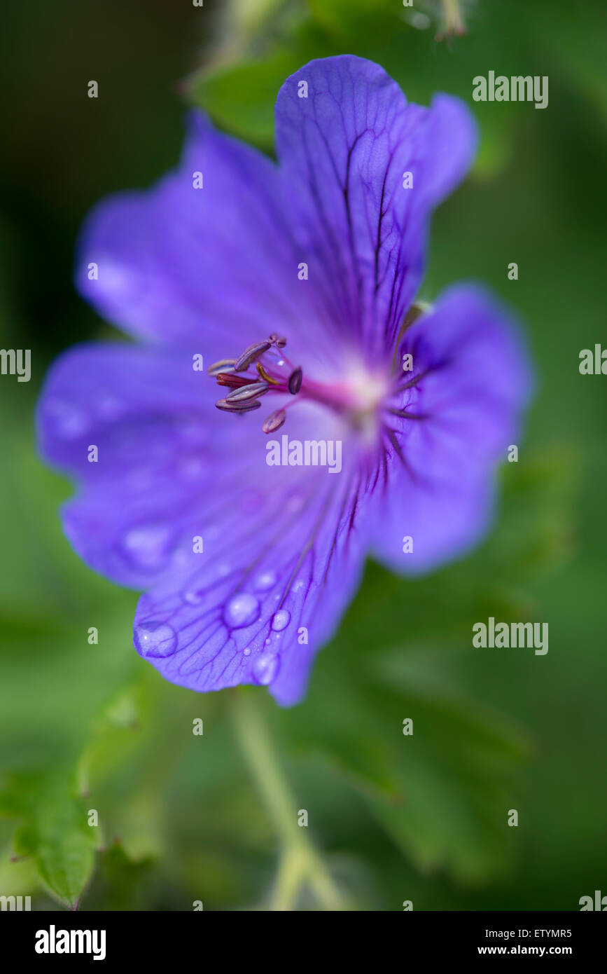 Geranium Magnificum with deep blue violet flowers. A close up of a single flower with rain drops on the petals. Stock Photo