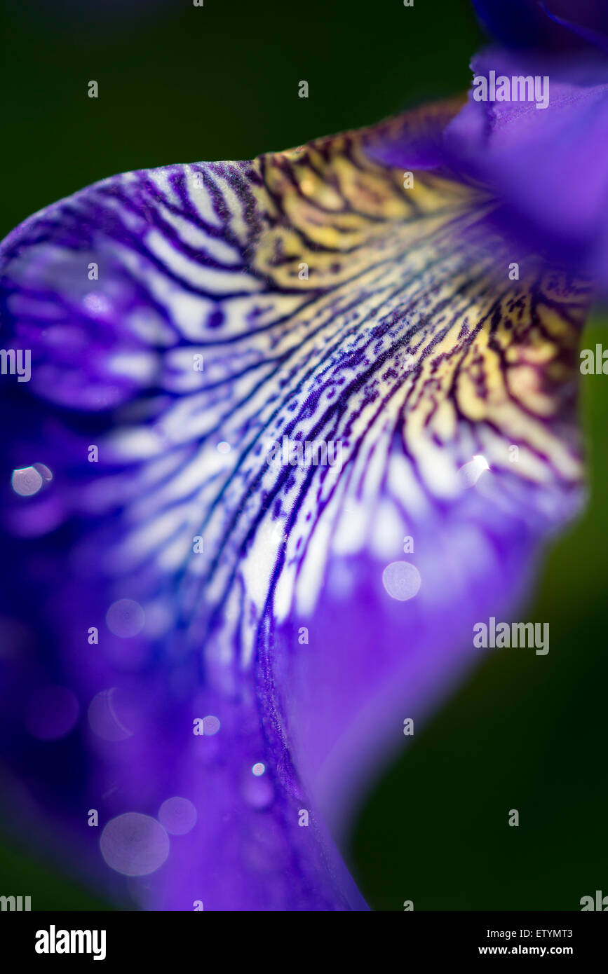 Close up abstract of an Iris Sibirica flower with deep blue petals veined in white. Stock Photo