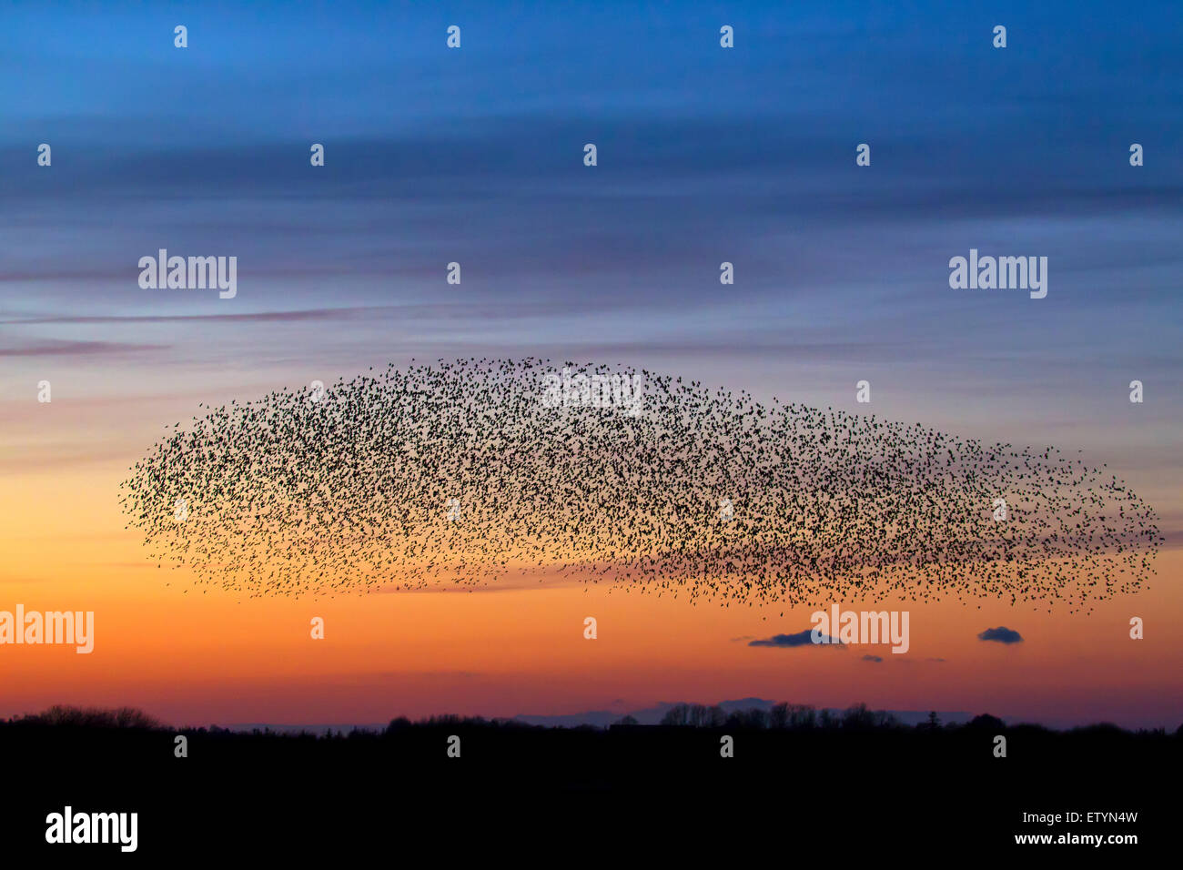 European starling murmuration / large flock of common starlings (Sturnus vulgaris) in flight at sunset Stock Photo