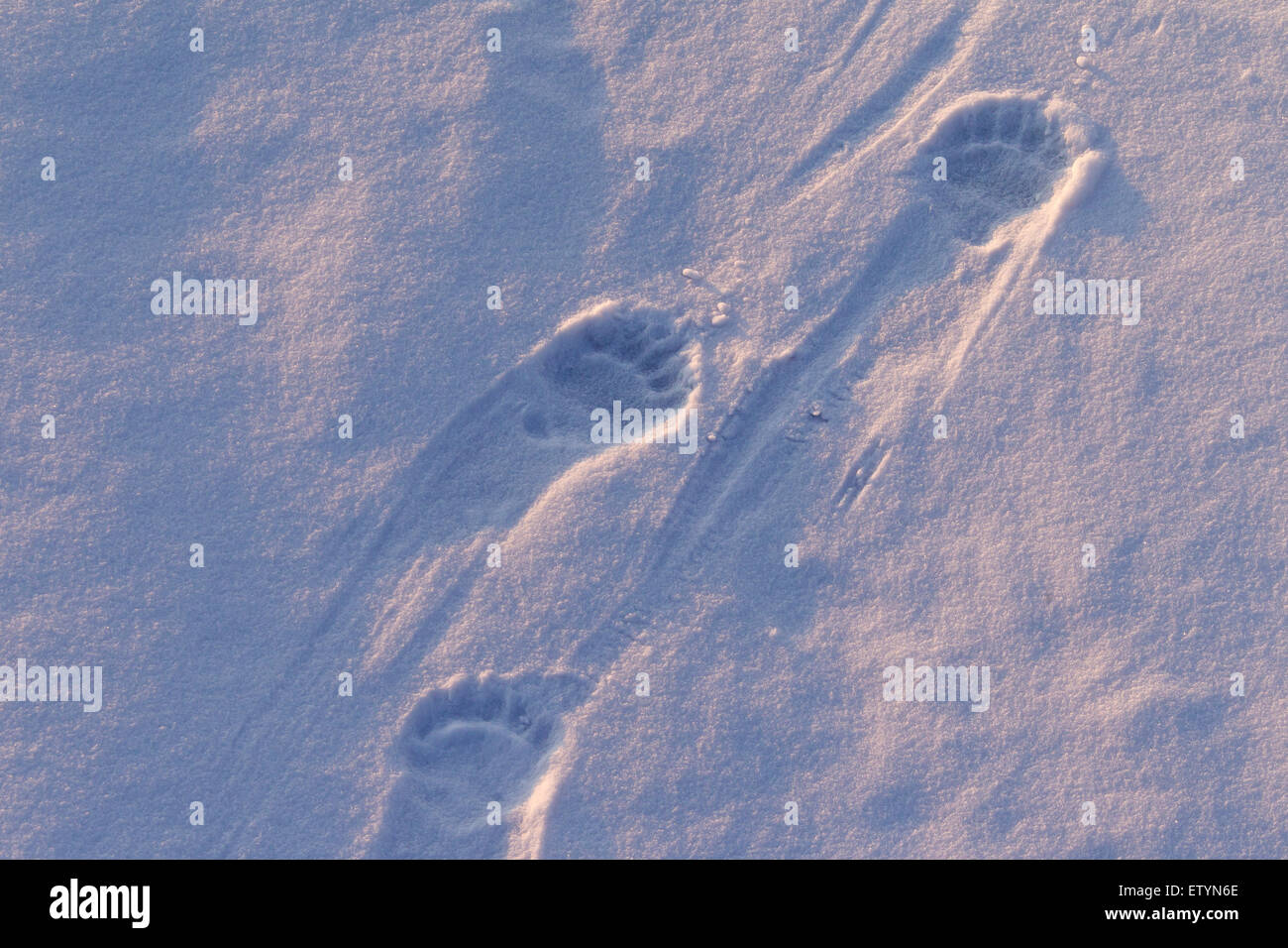 Polar bear (Ursus maritimus / Thalarctos maritimus) tracks in the snow Stock Photo