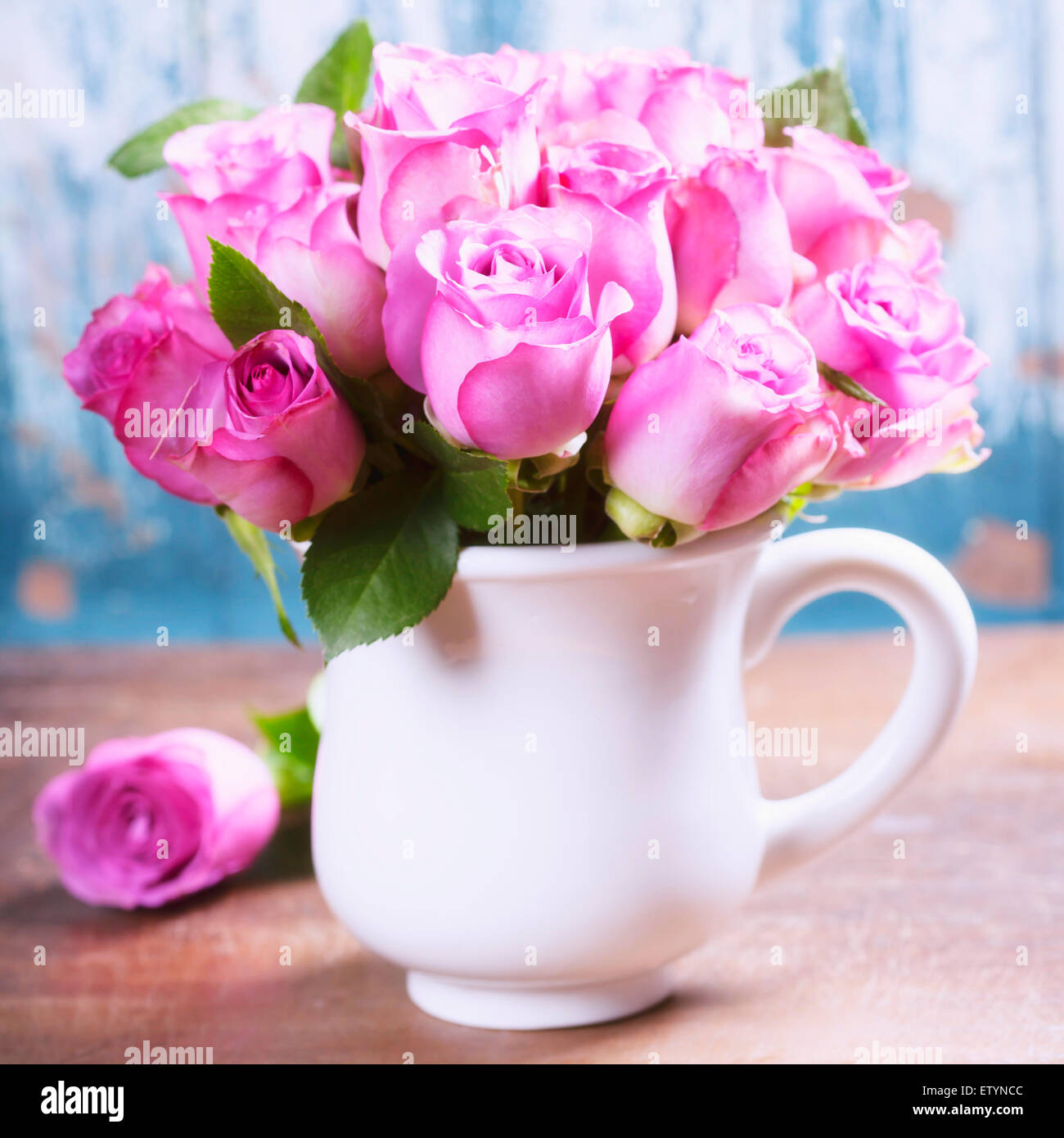 Pink roses in a pot on blue background Stock Photo Alamy