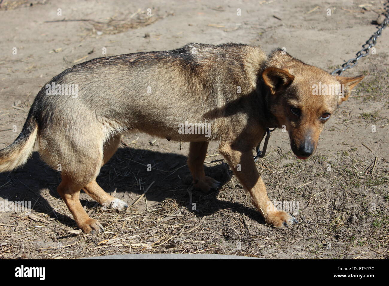 small grey rural dog in collar eating Stock Photo