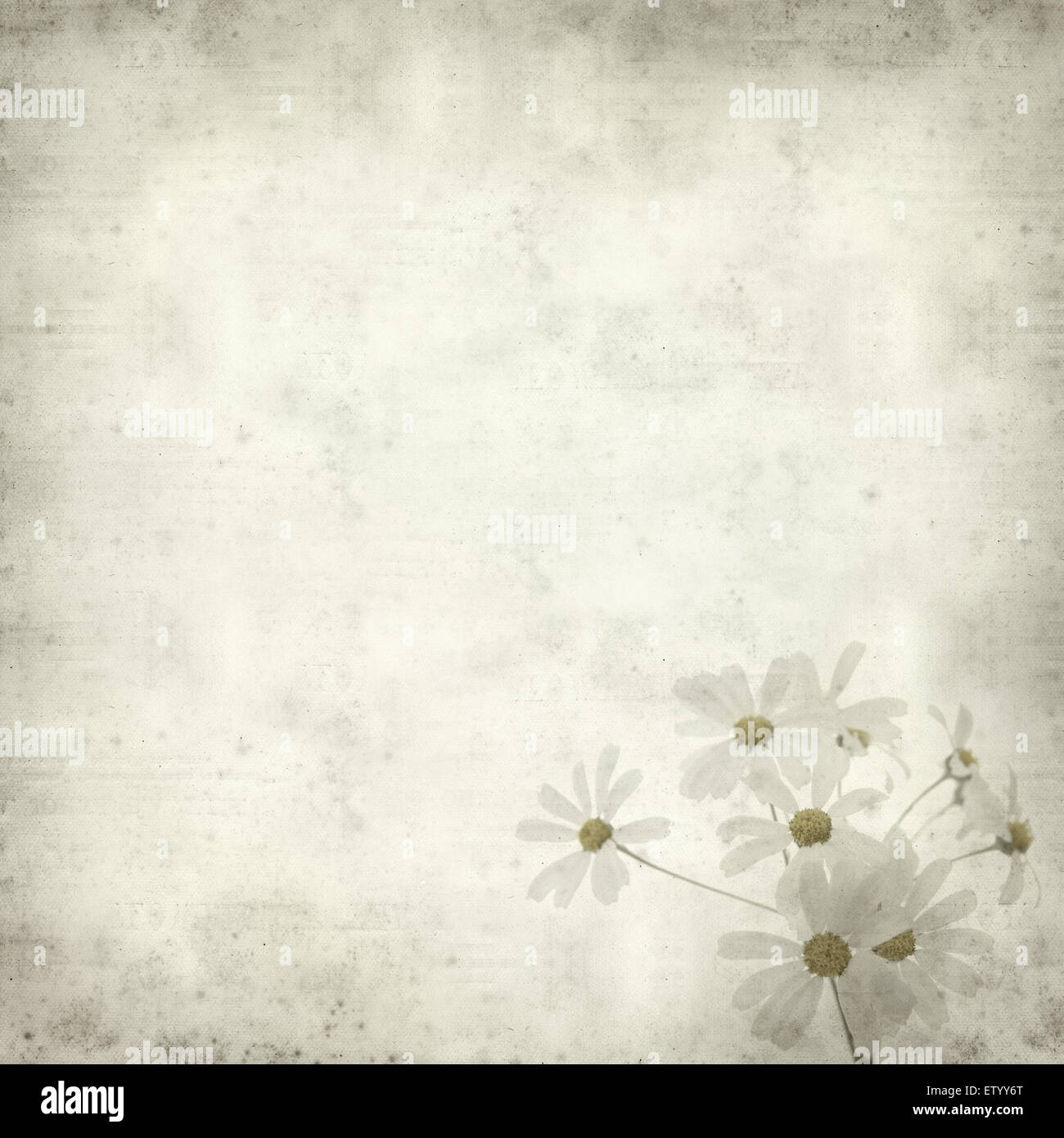 textured old paper background with Tanacetum ptarmiciflorum, Silver Lace Bush or Silver Tansy Stock Photo