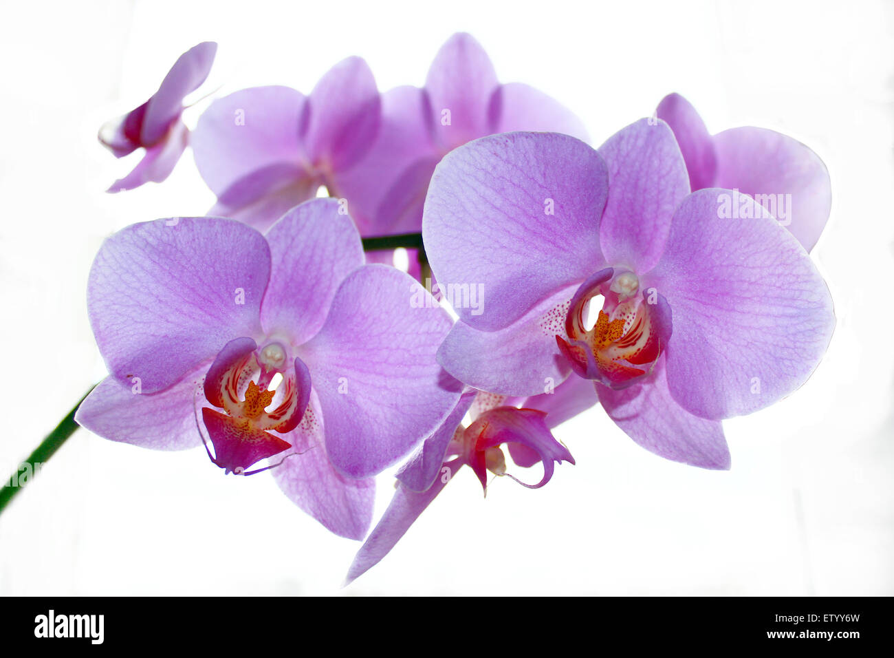 beautiful branch of the blossoming pink orchid isolated on the white ...