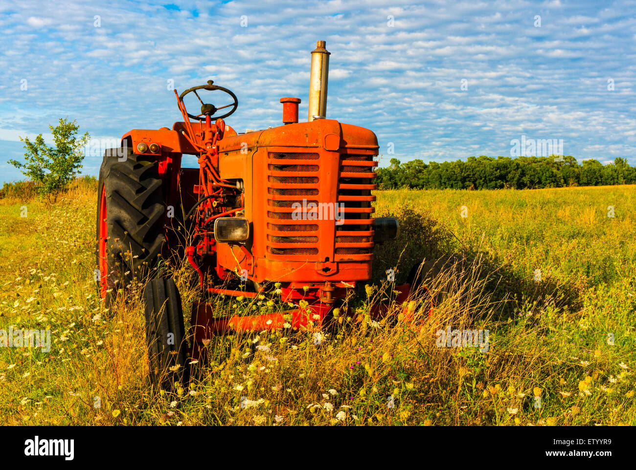Little Red Tractor alone in the summer meadow Stock Photo Alamy