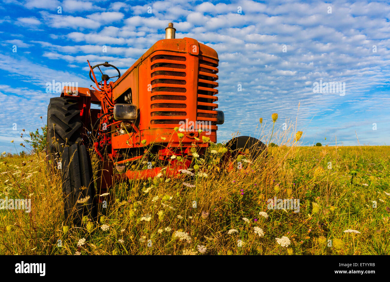 An abandoned old red tractor stands in the bright summer sun. Stock Photo