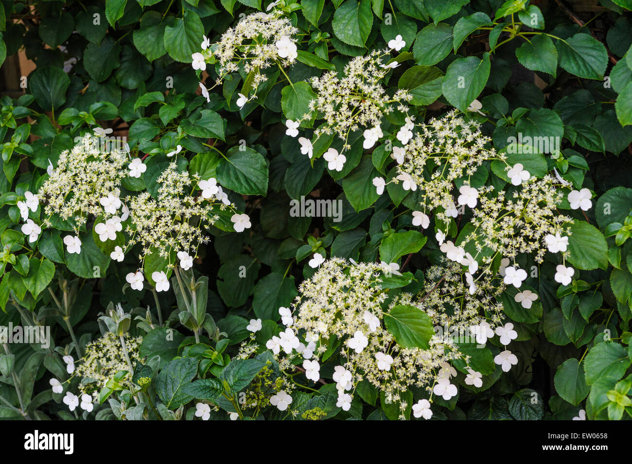 Climbing White Hydrangea Flowers in bloom Original Photography Print 8x8inch