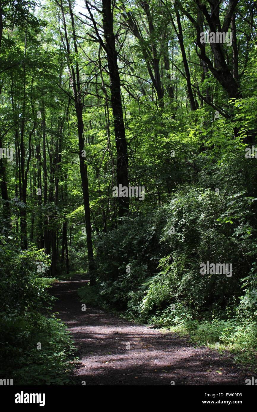 A beautiful 5184 x 3456 picture of a trail in the woods Stock Photo - Alamy