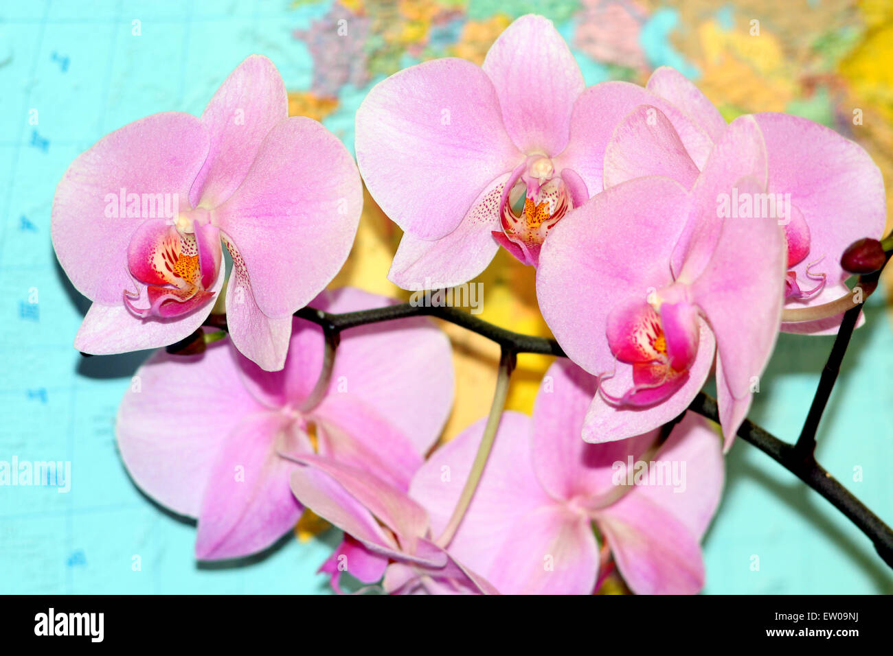branch of blossoming pink orchid on the background of map Stock Photo
