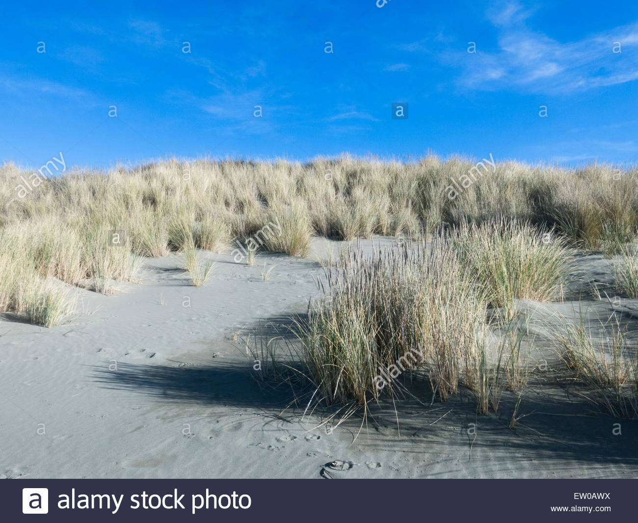 Sand Dune Stabilization Stock Photos & Sand Dune Stabilization Stock ...