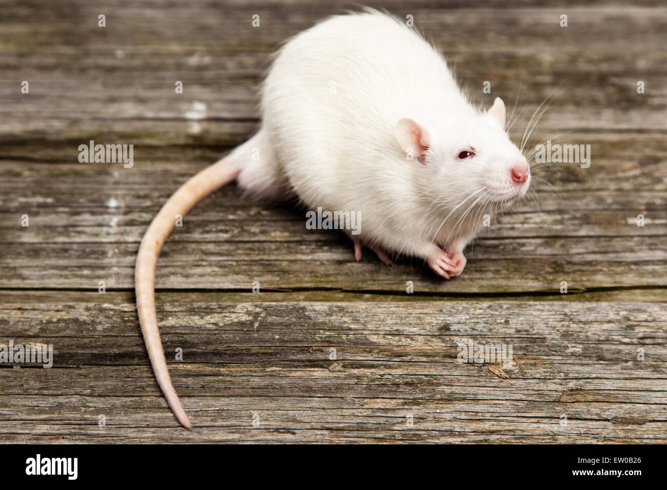 Pet rat Stock Photo