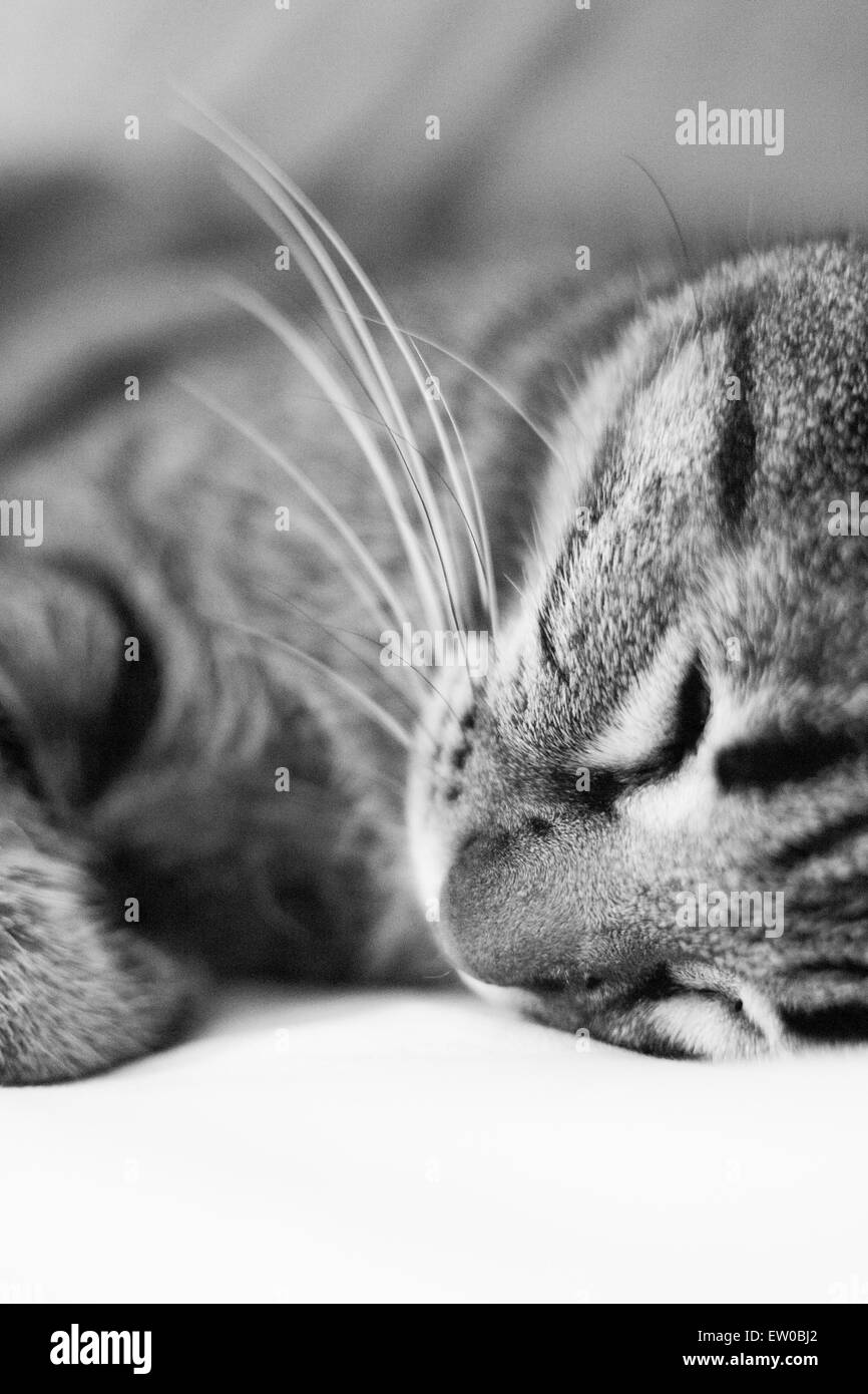 Cat sleeping on a bed Stock Photo - Alamy