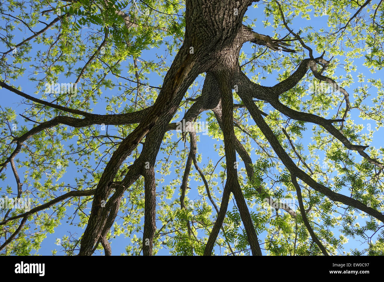Black ash Tree, Fraxinus nigra, looking upwards from through foliage