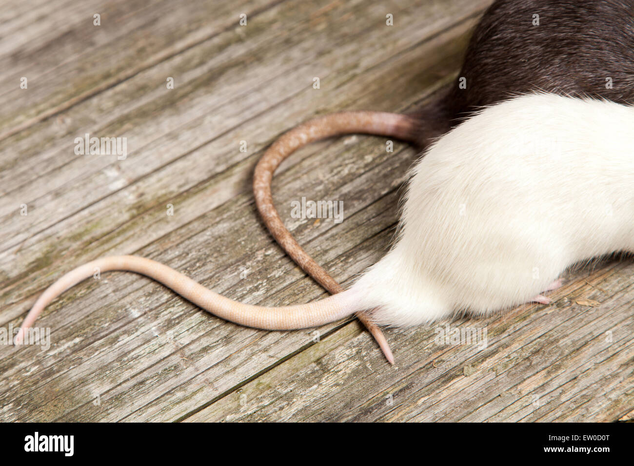 Tails of rats on a wooden table Stock Photo