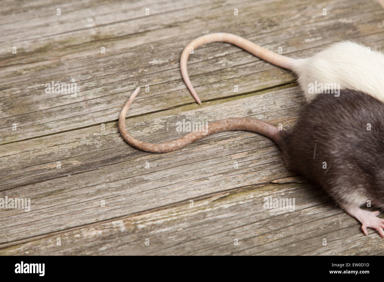 Tails of rats on a wooden table Stock Photo
