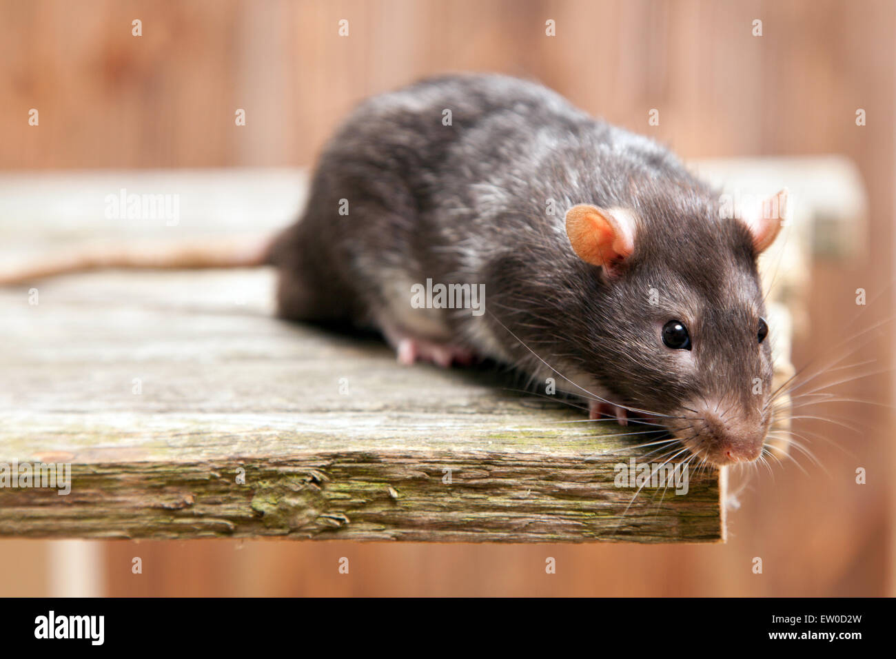 Pet rat Stock Photo