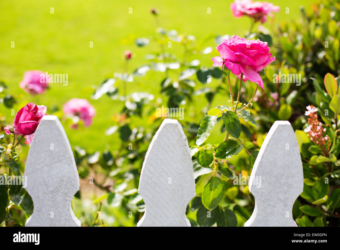 white picket fence and pink roses Stock Photo