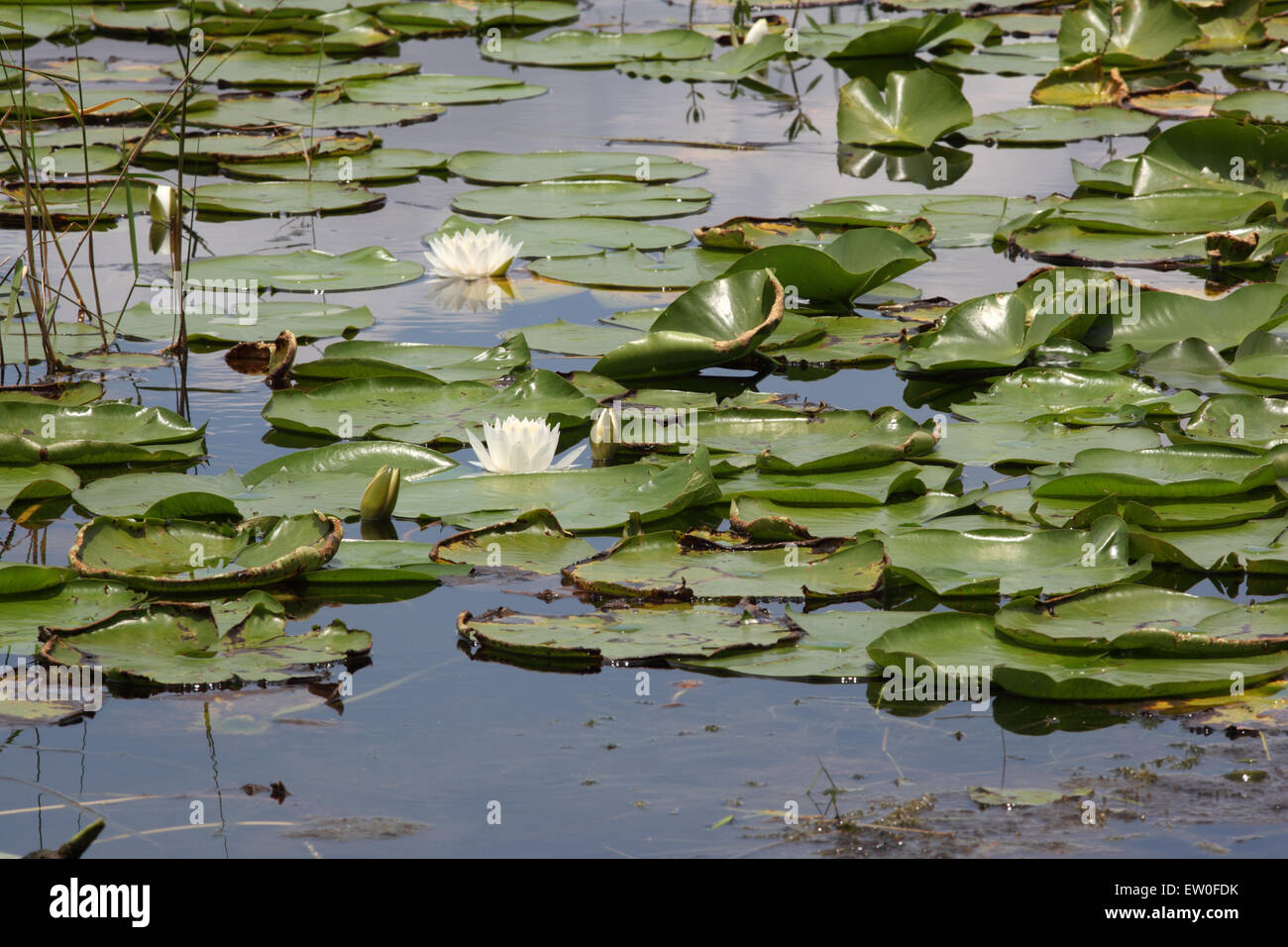 White water lilies on lake Stock Photo