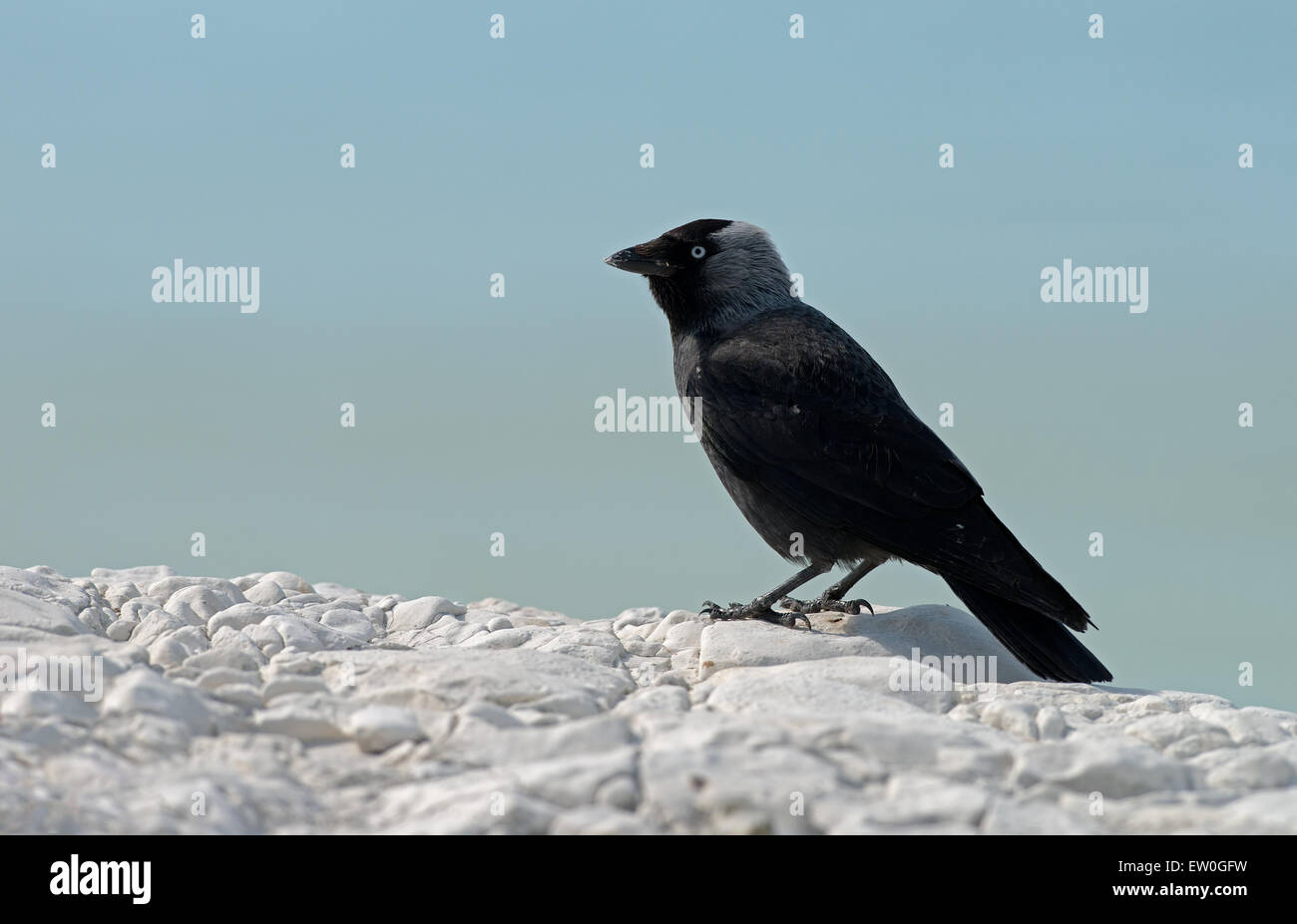 JackdawCorvus monedula. Spring. Uk Stock Photo Alamy