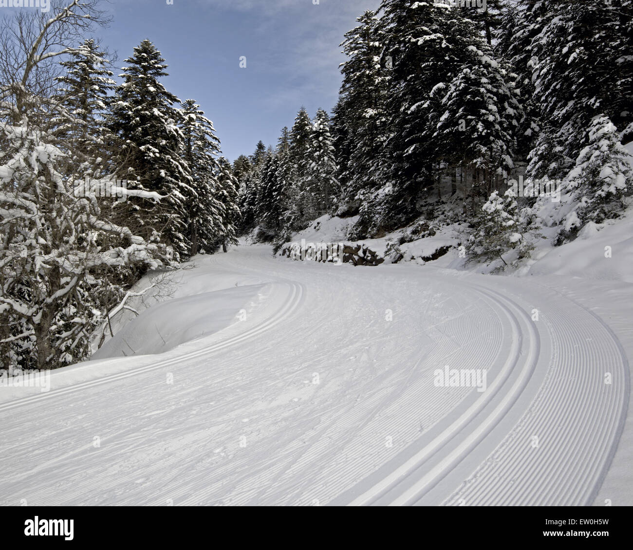 Groomed ski trails for crosscountry in winter fir forest of Azun