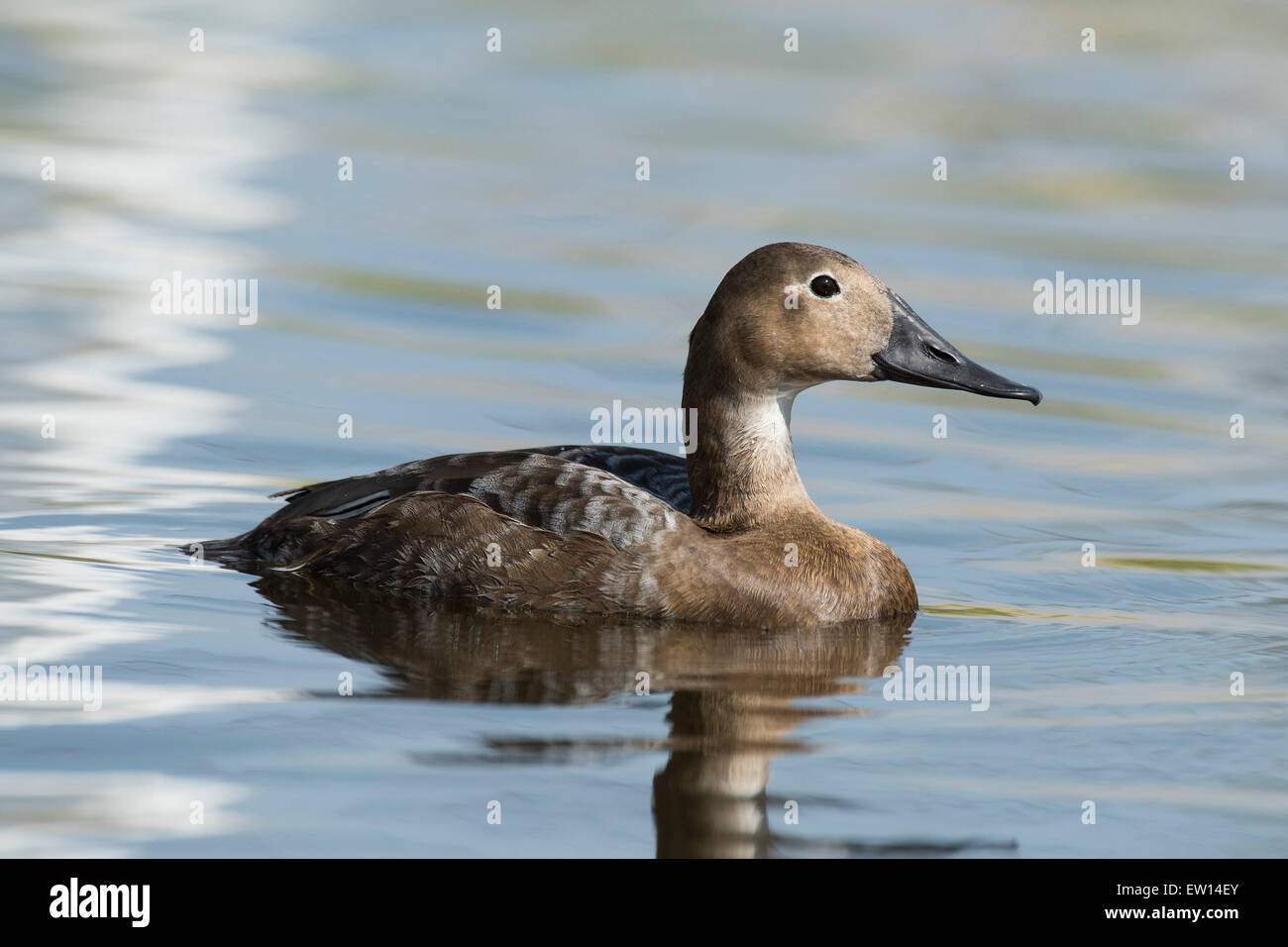 Canvasback Ducks in a wetland Stock Photo Alamy