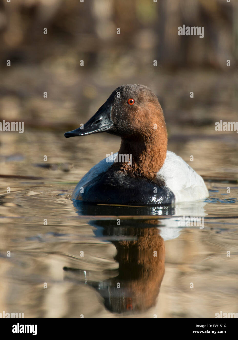 Drake Canvasback Duck Stock Photo - Alamy