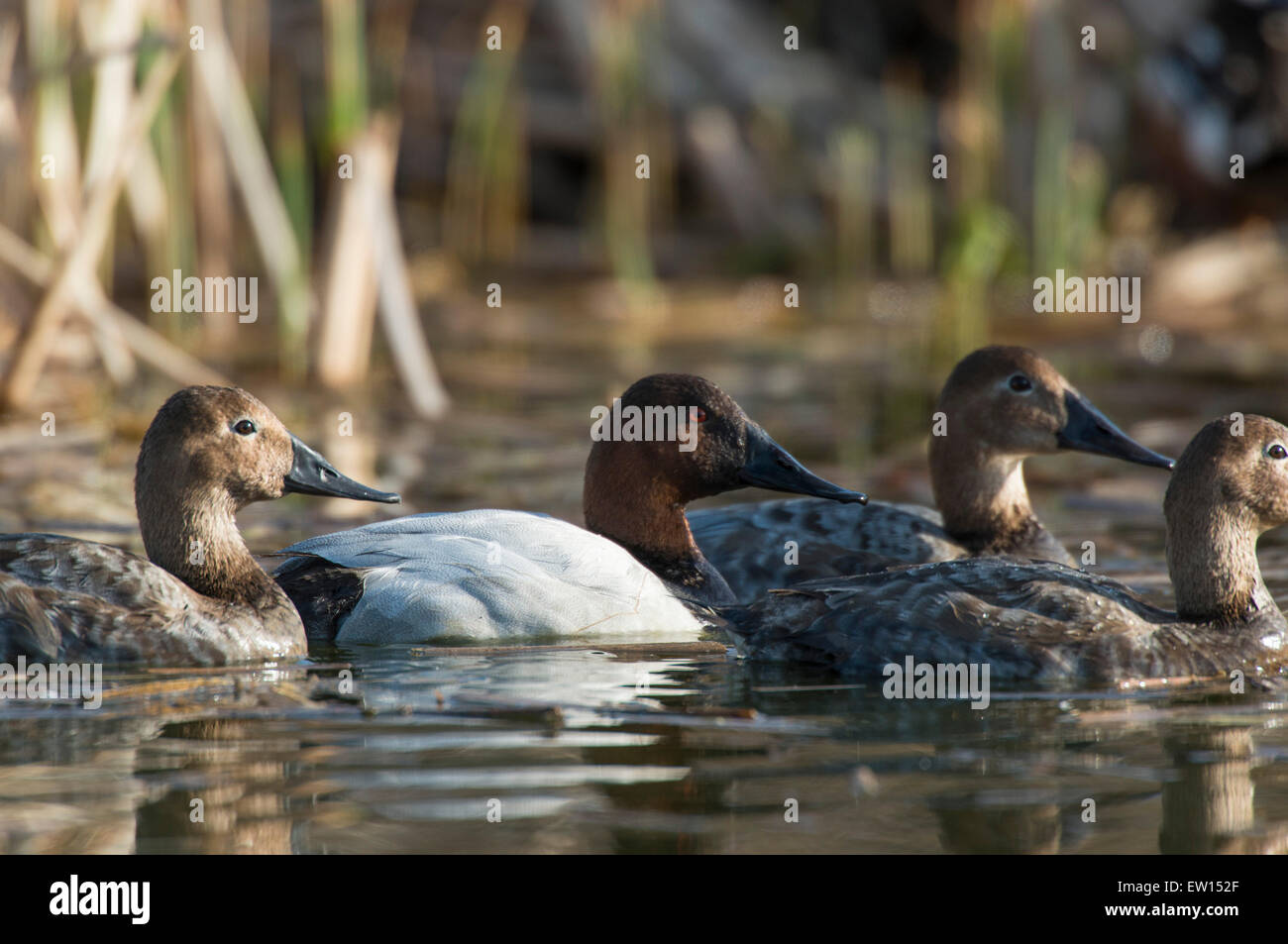 Drake Canvasback Duck Stock Photo - Alamy